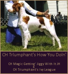 CH Triumphant's How You Doin'